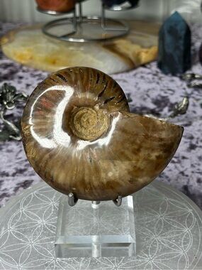 Fire Red Ammonite - FRA111
